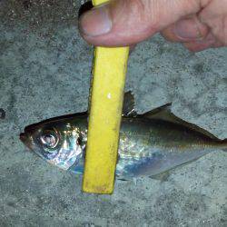 ハゼングからのアジング